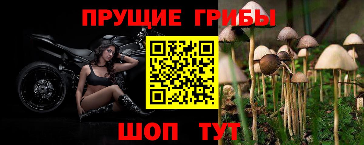 Галлюциногенные грибы GOLDEN TEACHER  Псилоцибиновые грибы прущие грибы  Вход с VPN  Новоалтайск 
